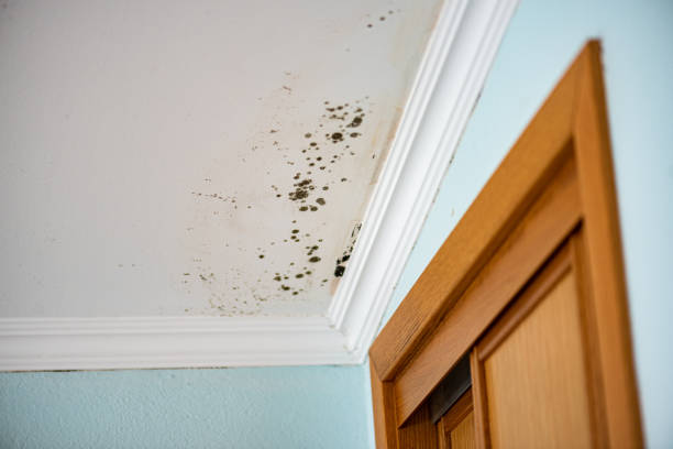 Best Commercial Mold Removal  in USA